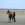 paint horse vendu